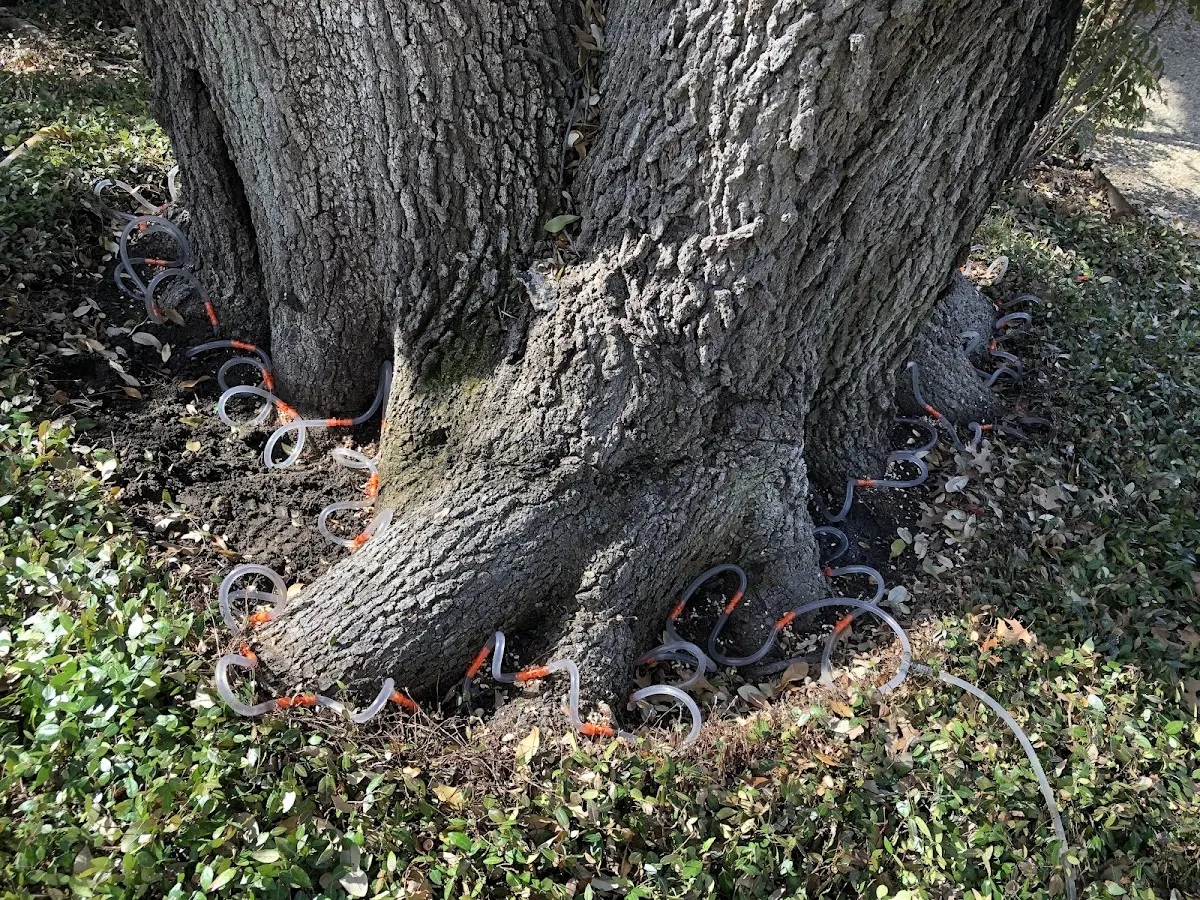 Detailed Tree Cabling and Bracing job site in Scarbro