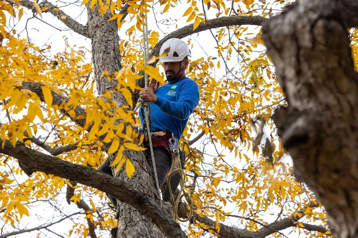 Skilled Tree Transplanting crew working in Scarbro